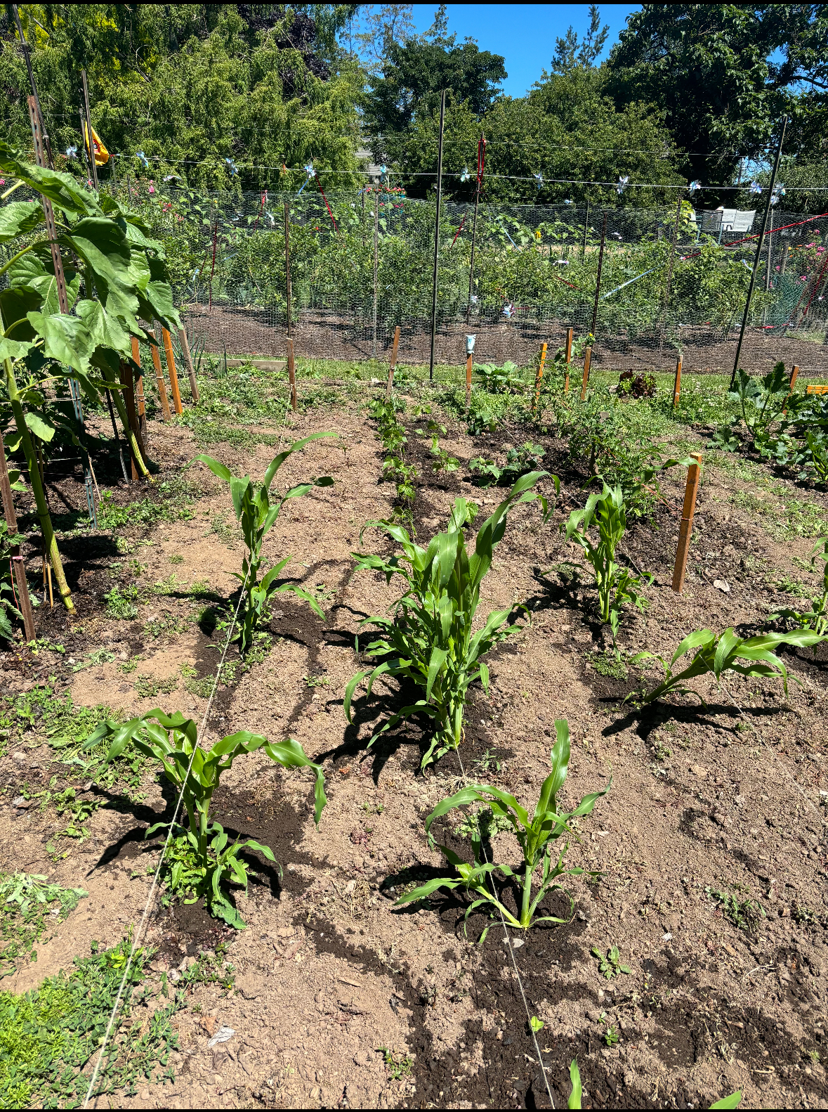Beautiful backyard garden growing fresh vegetables